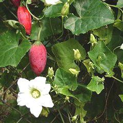 کوچینیا گرندیس( پیچک کدو)